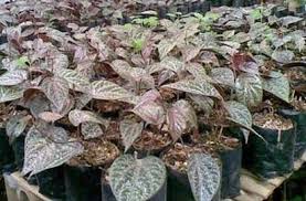 Beberapa manfaat daun sirih yang jarang sekali orang ketahui , kuy simak !