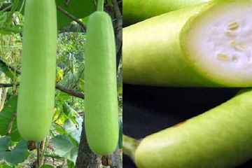 Manfaat Dari Air Labu